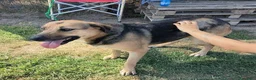 Meticcio cani in regalo: Lulù, strepitosa simil Pastore Tedesco  - Annuncio 8