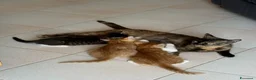 Meticcio gatti in regalo: Regalo Gattini - Annuncio 2