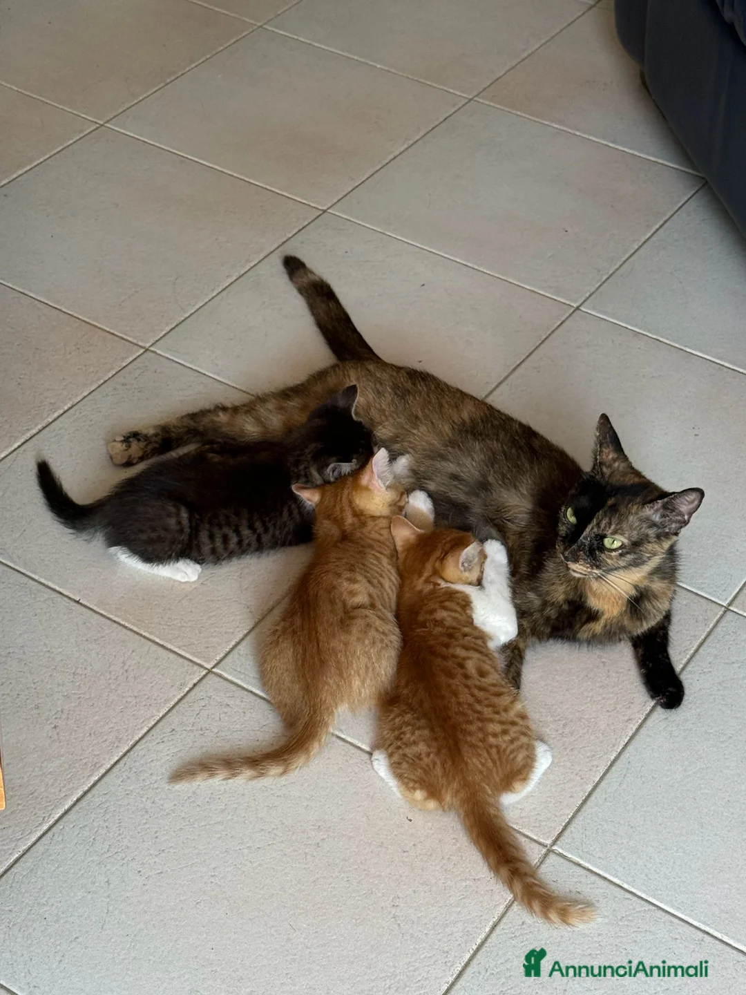 Meticcio gatti in regalo: Regalo Gattini - Annuncio 2