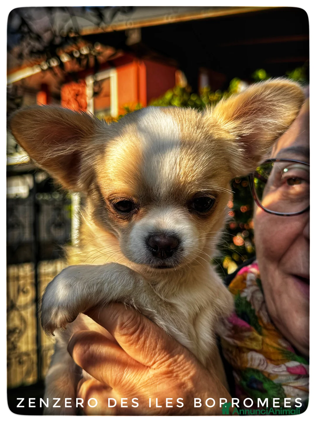 Chihuahua cani in vendita: CHIHUAHUA PELO LUNGO - MASCHI - Annuncio 4