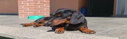 Bassotto cani per accoppiamento: Bassotto kaninkeen per accoppiamento  - Annuncio 1