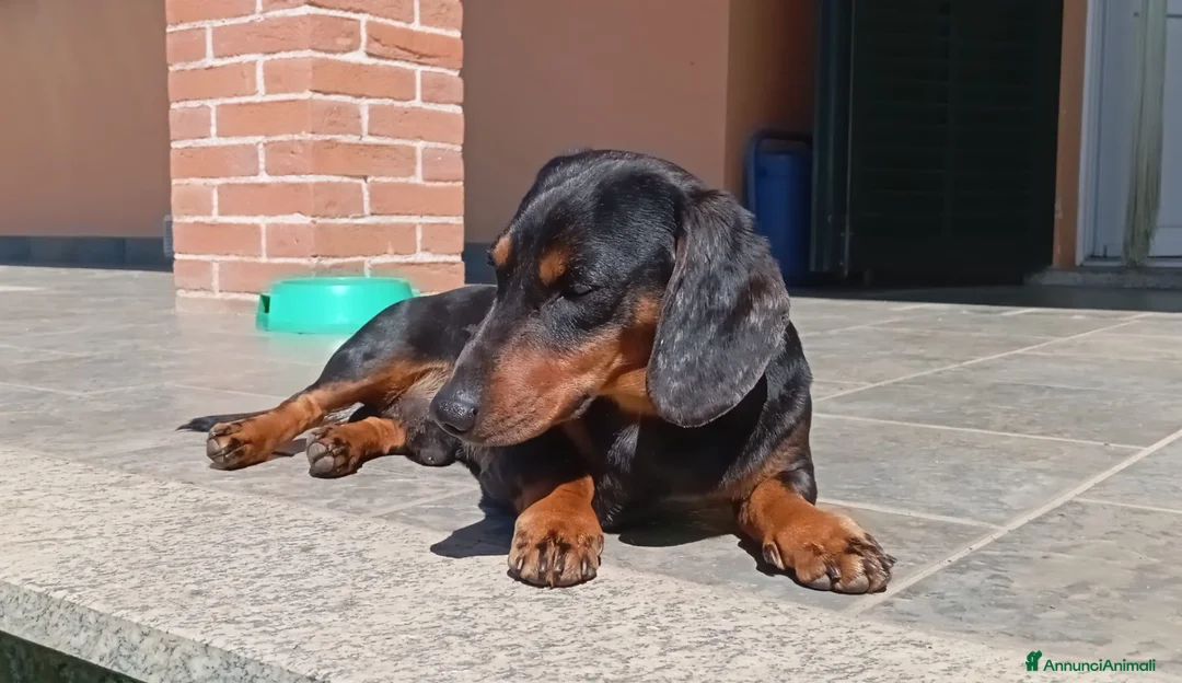 Bassotto cani per accoppiamento: Bassotto kaninkeen per accoppiamento  - Annuncio 1