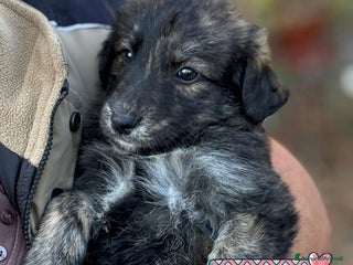 Meticcio cani ORSETTO dolce cucciolo 2 mesi in adozione - Annuncio 40