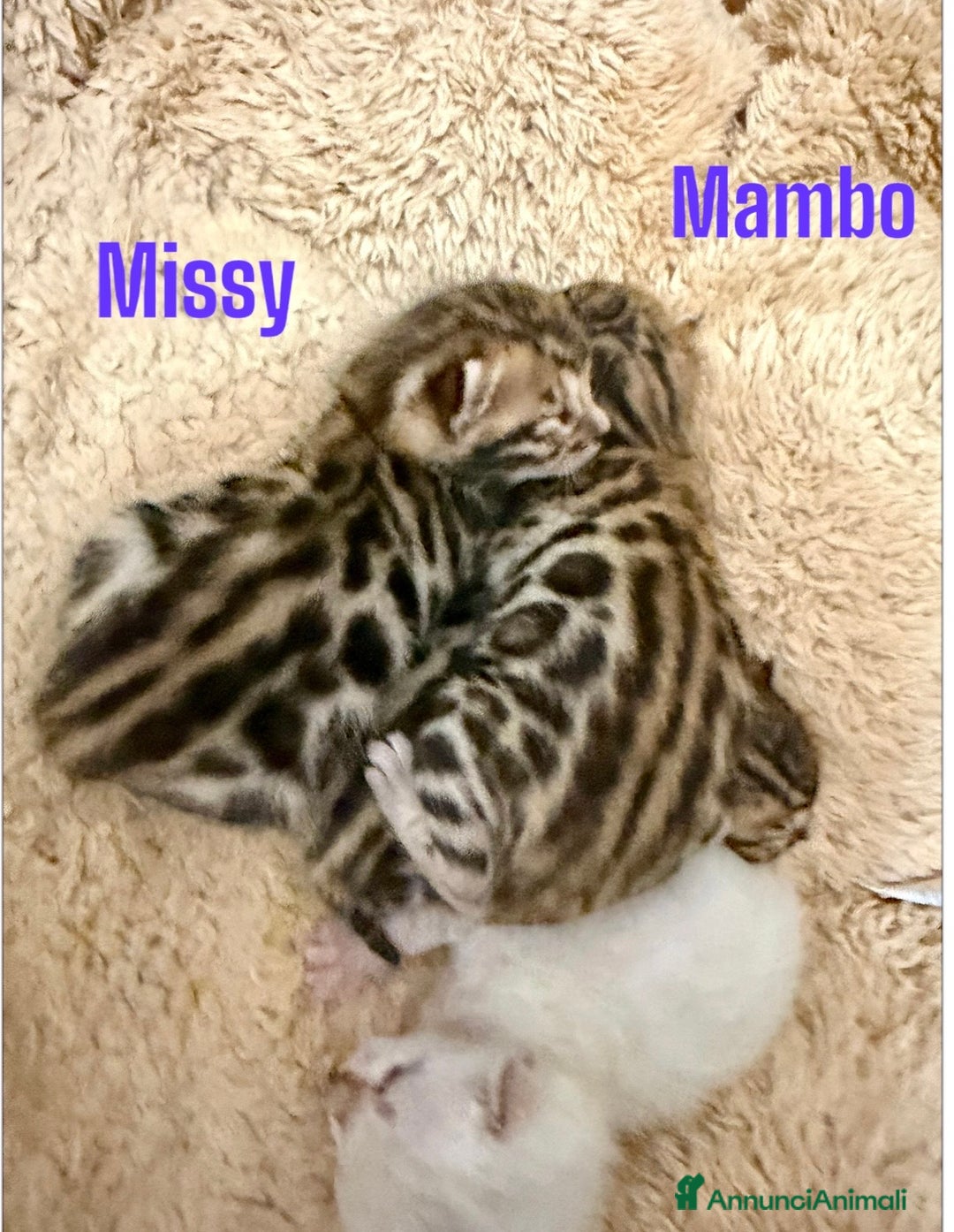 Bengala gatti in vendita: Gatto bengala  - Annuncio 8