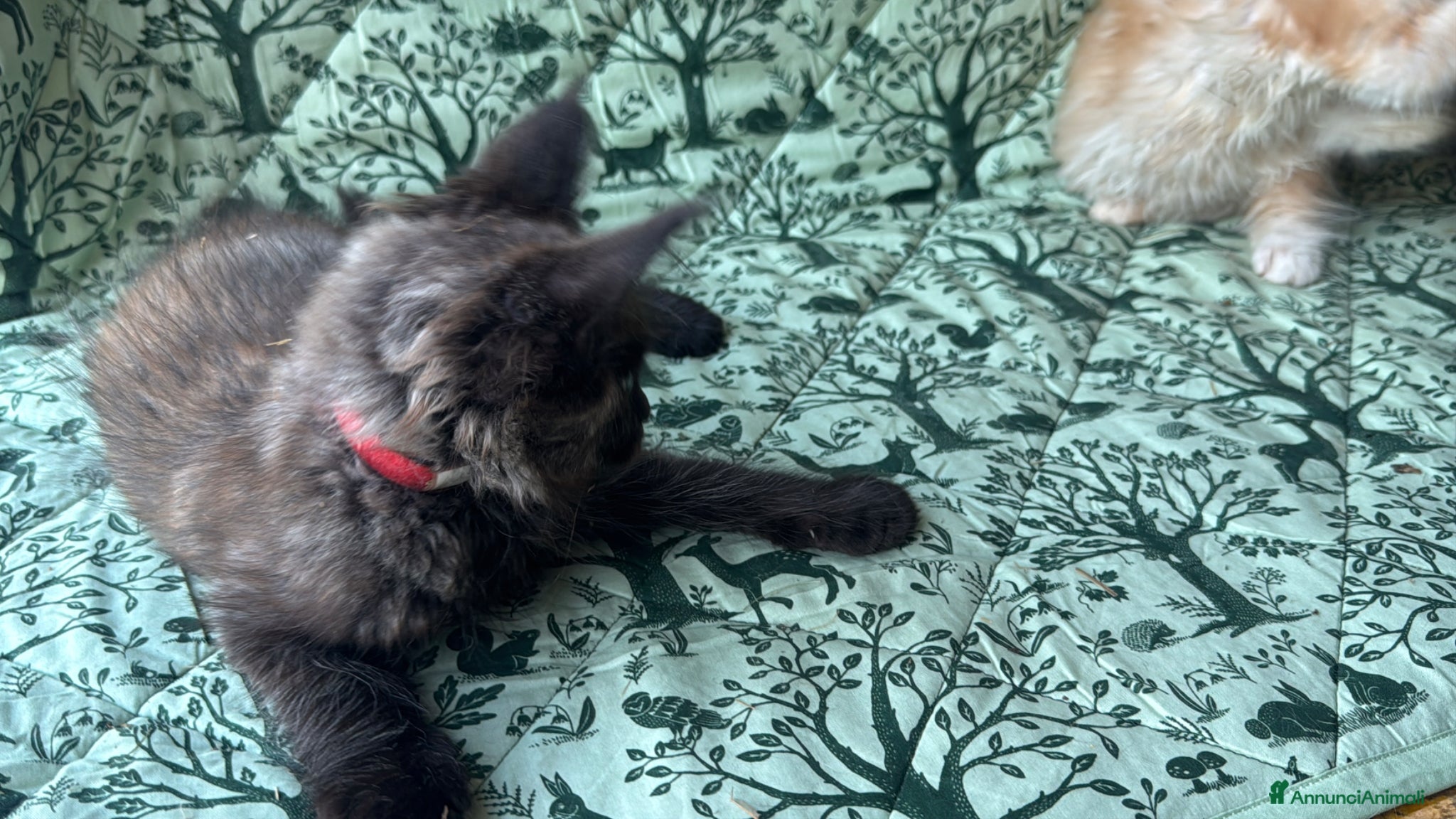 Maine Coon gatti in vendita: Cuccioli di maine coon manto black smoke - Annuncio 22