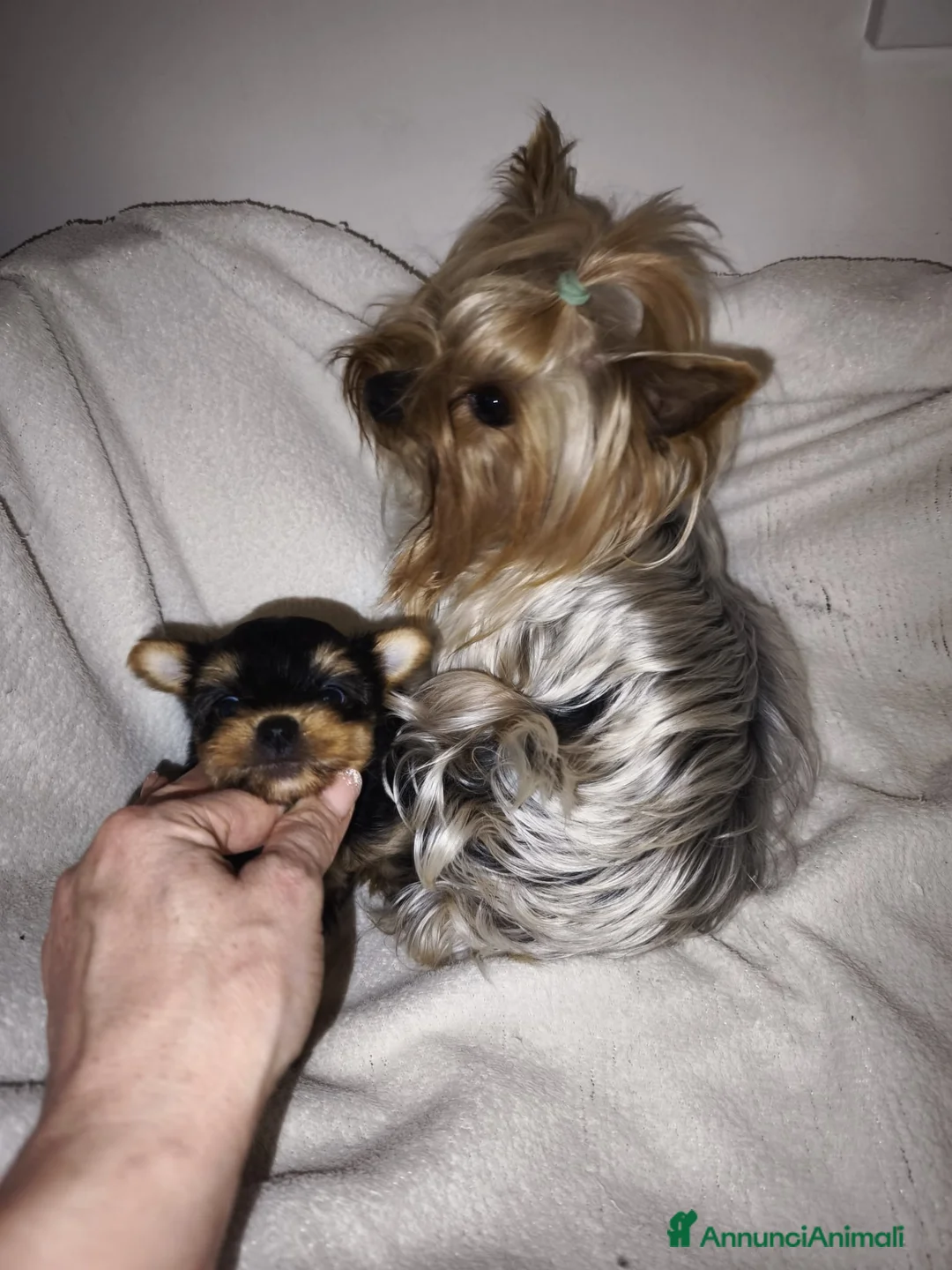 Yorkshire cani in vendita: Yorkshire terrier toy - Annuncio 1