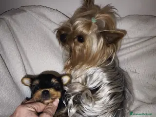 Yorkshire cani Yorkshire terrier toy - Annuncio 28