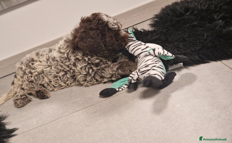 Lagotto cani - Annuncio 4