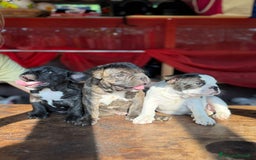 Bulldog Francese cani in vendita: Bulldog francese  a Provincia di Padova - Immagine 1