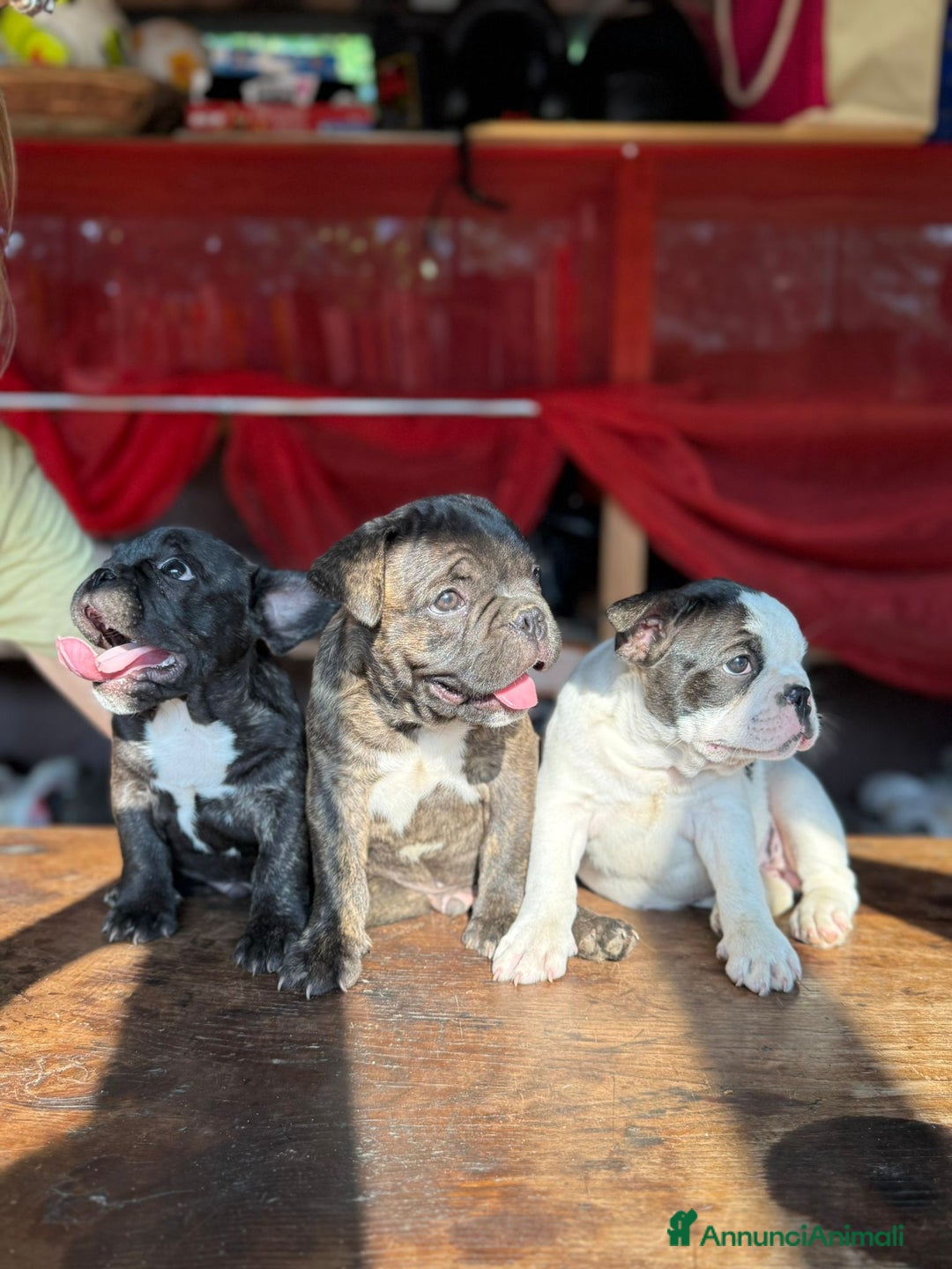 Bulldog Francese cani in vendita: Bulldog francese  a Provincia di Padova - Immagine 1