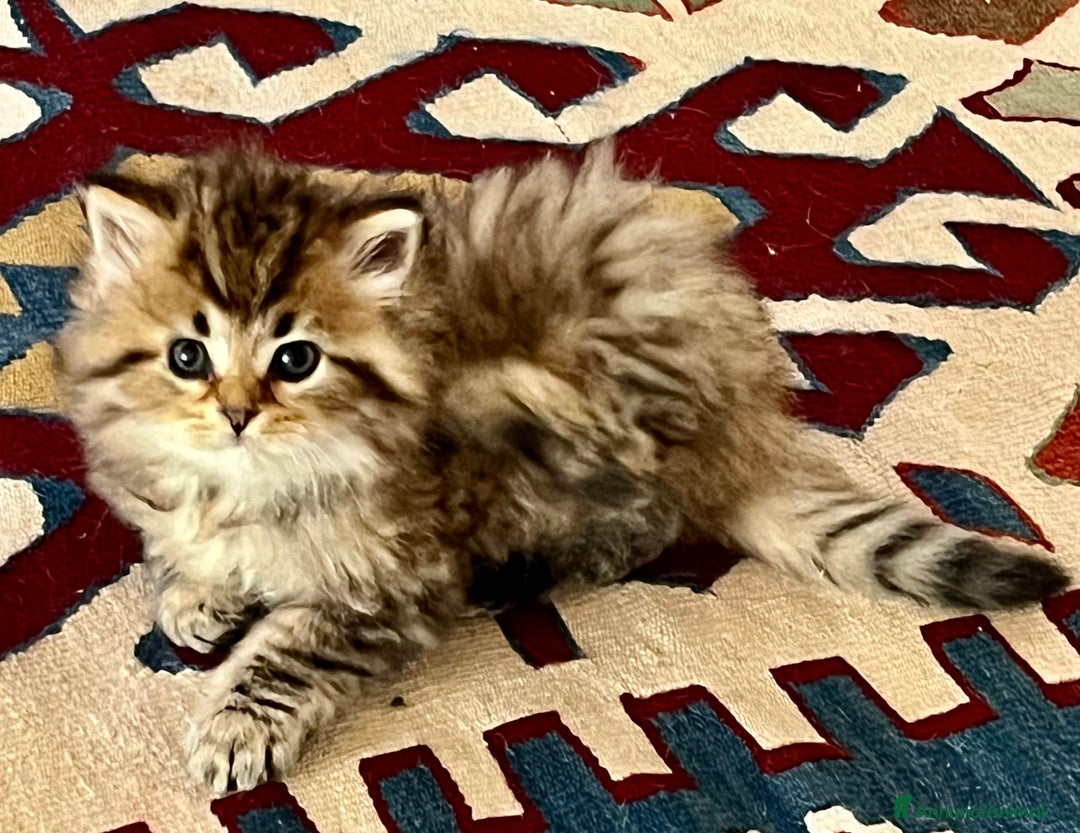 Siberiano gatti in vendita: Cuccioli di gatto Siberiano - Annuncio 4