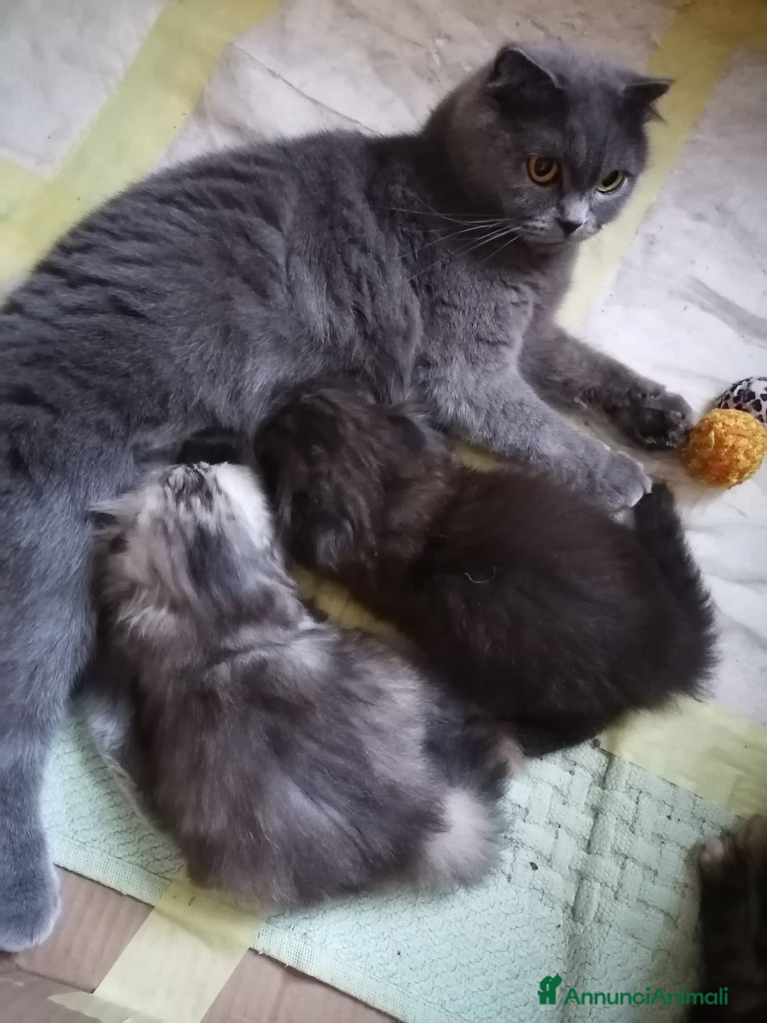 Scottish gatti in vendita: Scottish fold  a Provincia di Reggio Emilia - Annuncio 16