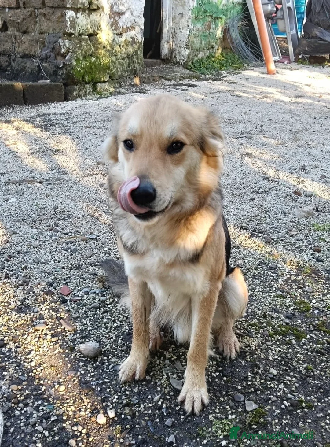 Meticcio cani in regalo: Derivato lupo cecoslovacco 2 anni  - Annuncio 6