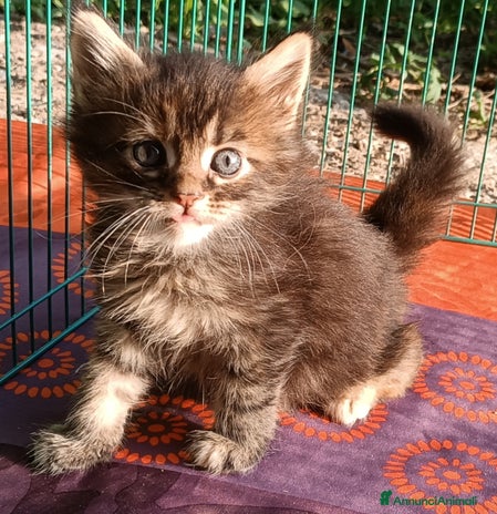 Maine Coon gatti - Annuncio 15