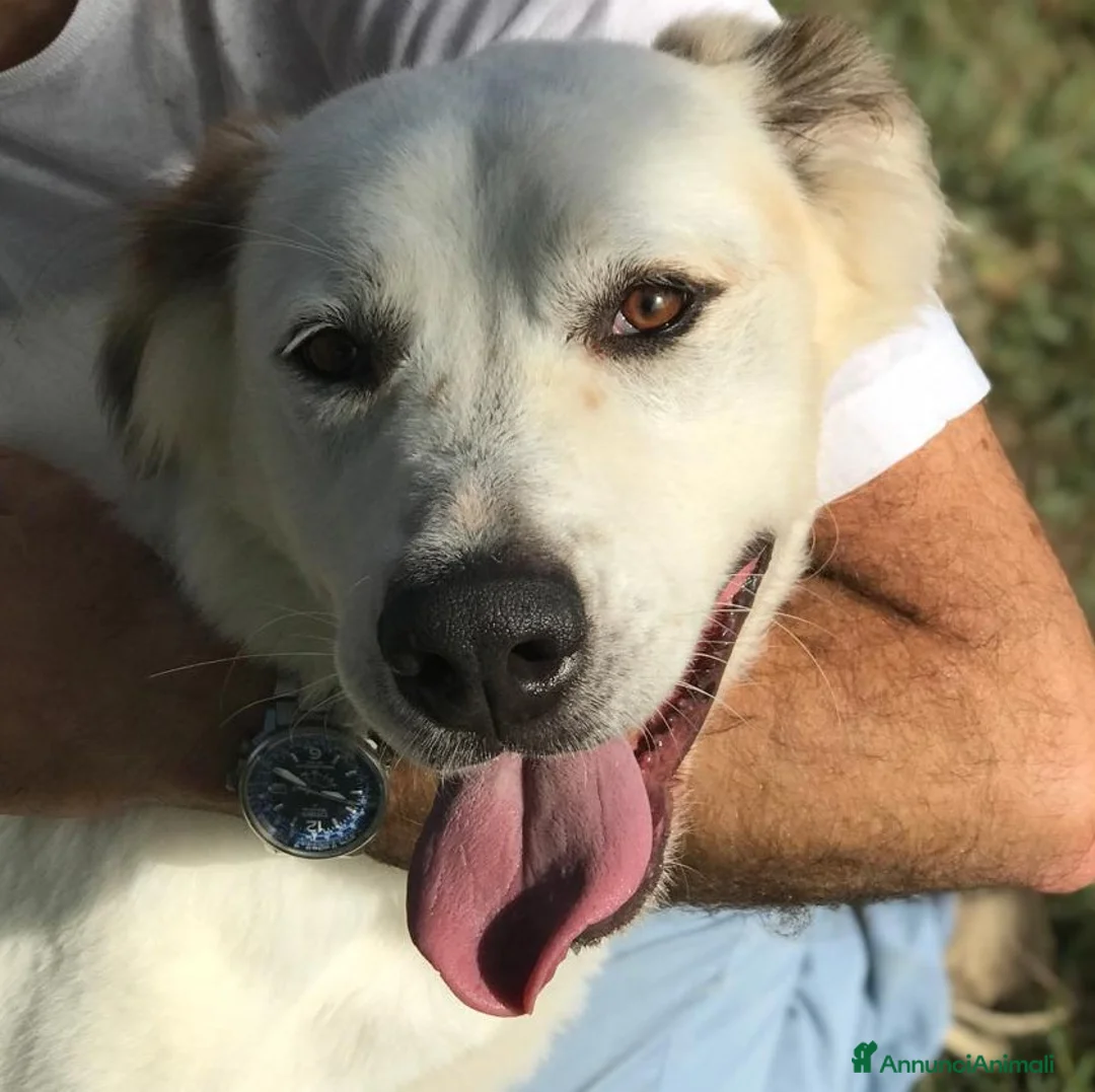 Labrador cani in regalo: AIGOR, dolcissimo cagnolino a Provincia di Latina - Annuncio 8