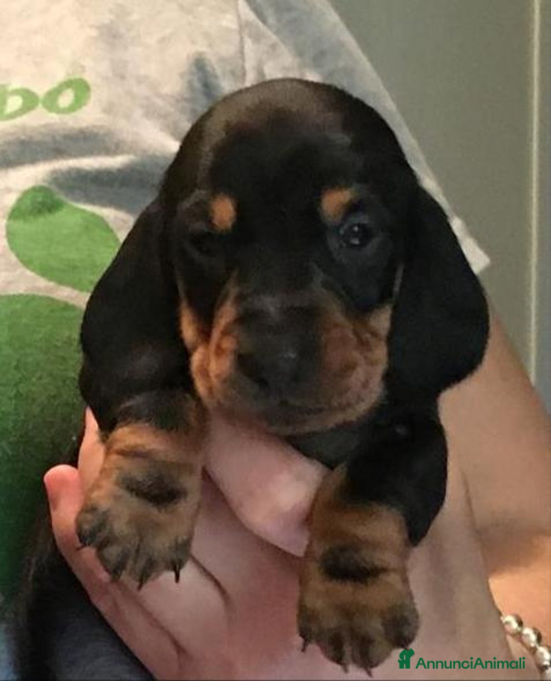 Bassotto cani in vendita: Bassotti Tedeschi Nani a Pelo Corto-Pedigree  - Annuncio 7