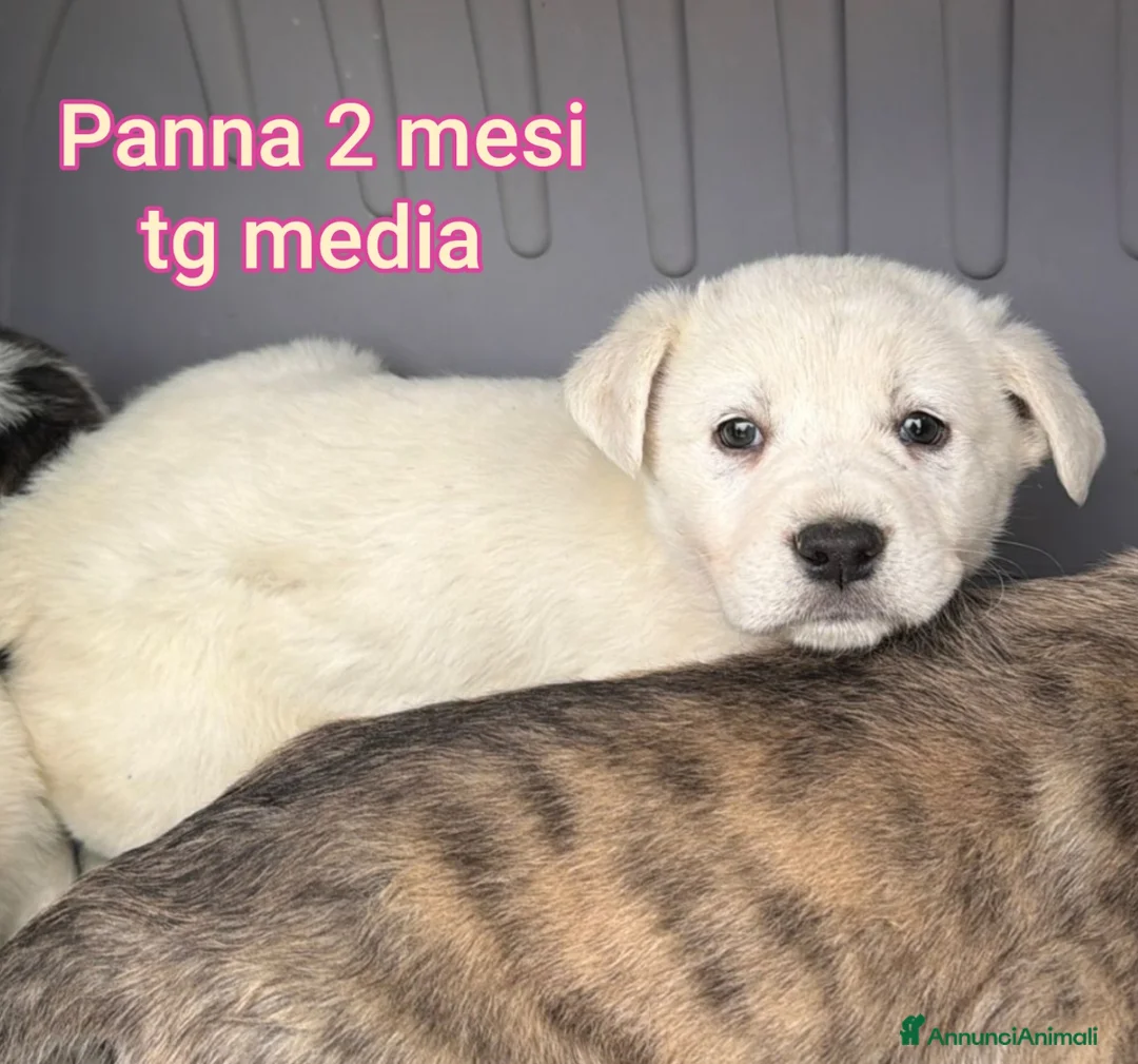 Meticcio cani in regalo: CUCCIOLI ESCLUSI E SOLI! - Annuncio 7