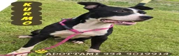 Meticcio cani in regalo: KURMO 💙 LA FIDUCIA È PIÙ FORTE DEL PASSATO a Provincia di Varese - Annuncio 1