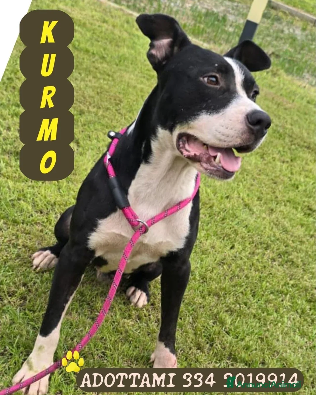Meticcio cani in regalo: KURMO 💙 LA FIDUCIA È PIÙ FORTE DEL PASSATO a Provincia di Varese - Annuncio 1