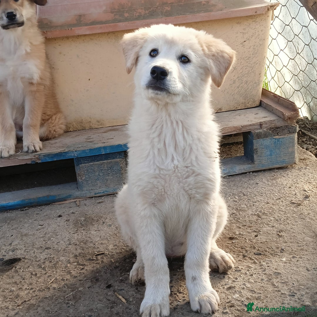 Meticcio cani in regalo: Una famiglia per la dolce Keila  - Annuncio 6