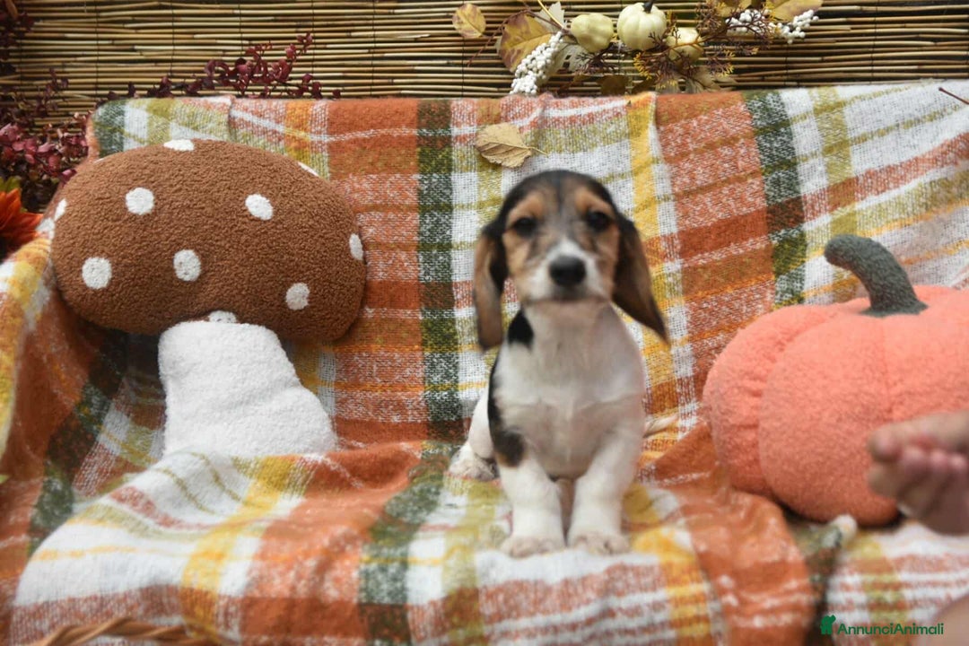 Meticcio cani in regalo: LILO, tenerissimo cucciolo TG PICCOLA! Zampecorte - Annuncio 4