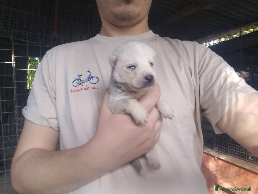 Husky cani in vendita: Cuccioli di Siberian Husky  - Annuncio 13