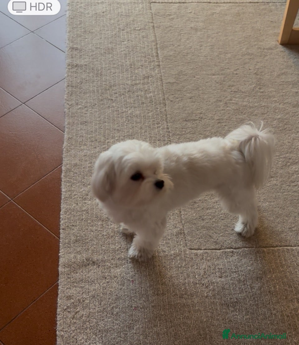 Maltese cani Abbiamo il maschio per l'accoppiamento - Annuncio 1