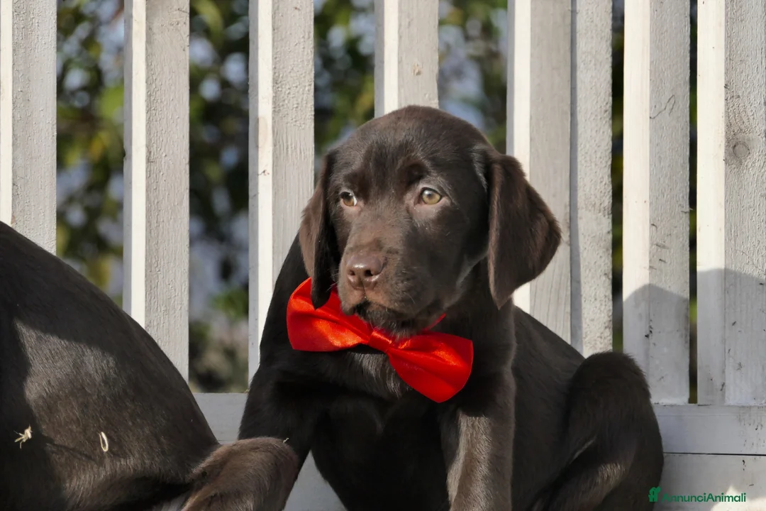 Labrador cani in vendita: Cuccioli di Labrador Retriever choco con pedigree - Annuncio 6