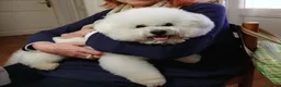 Bichon cani per accoppiamento: BICHON A POIL FRISE' PER ACCOPPIAMENTO - Annuncio 5
