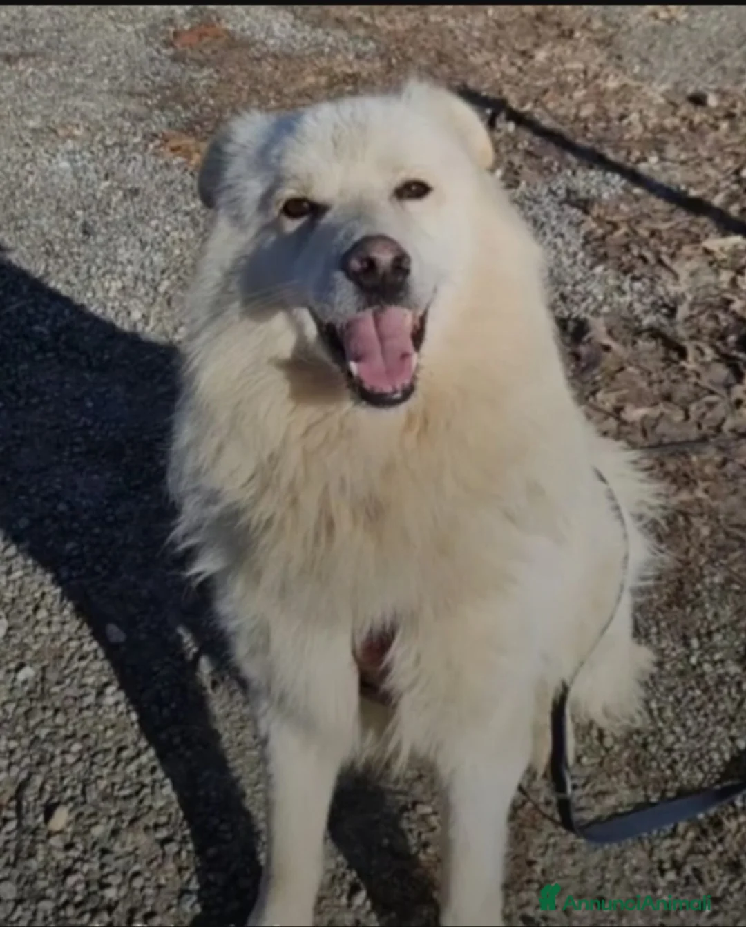 Meticcio cani in regalo: 5anni,dalla catena al canile 3anni fa!NOVARA SOS - Annuncio 14