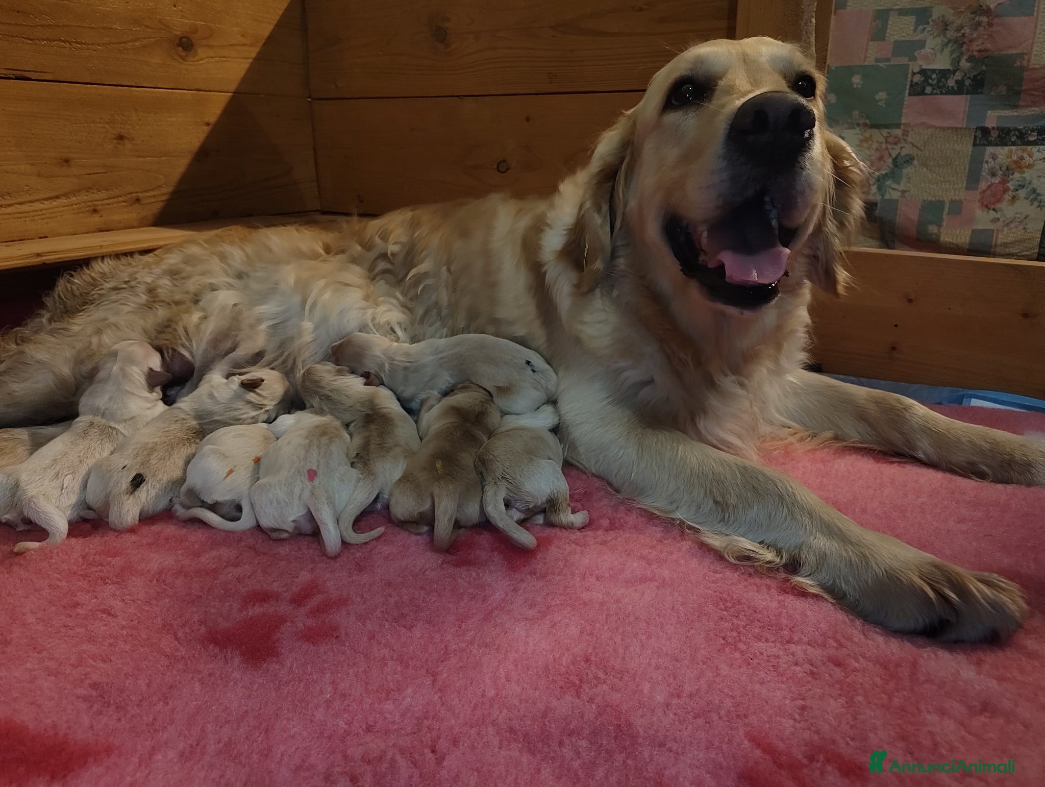Golden Retriever cani Adorabili cuccioli Golden Retriever  - Annuncio 1