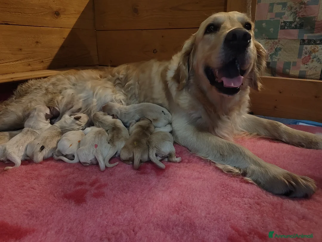 Golden Retriever cani in vendita: Adorabili cuccioli Golden Retriever  - Annuncio 1