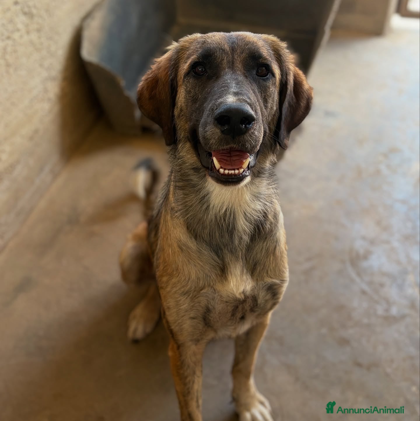 Meticcio cani NAIKE, cucciolona dolce e coccolona! Mix KANGAL. - Annuncio 34