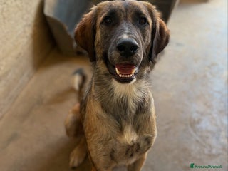 Meticcio cani NAIKE, cucciolona dolce e coccolona! Mix KANGAL. - Annuncio 24