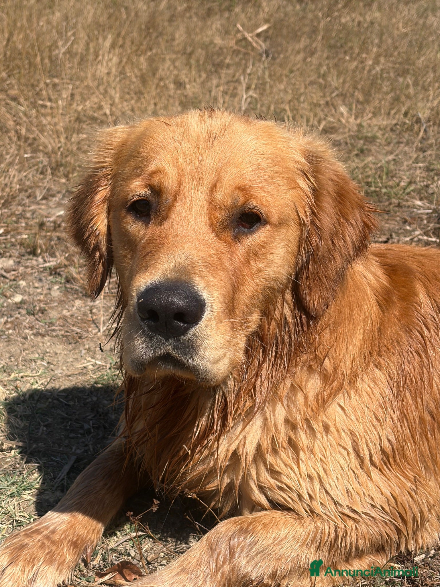 Golden Retriever cani Cuccioli di golden Retriever  - Annuncio 1