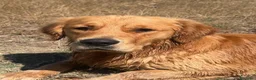Golden Retriever cani in vendita: Cuccioli di golden Retriever  - Annuncio 8