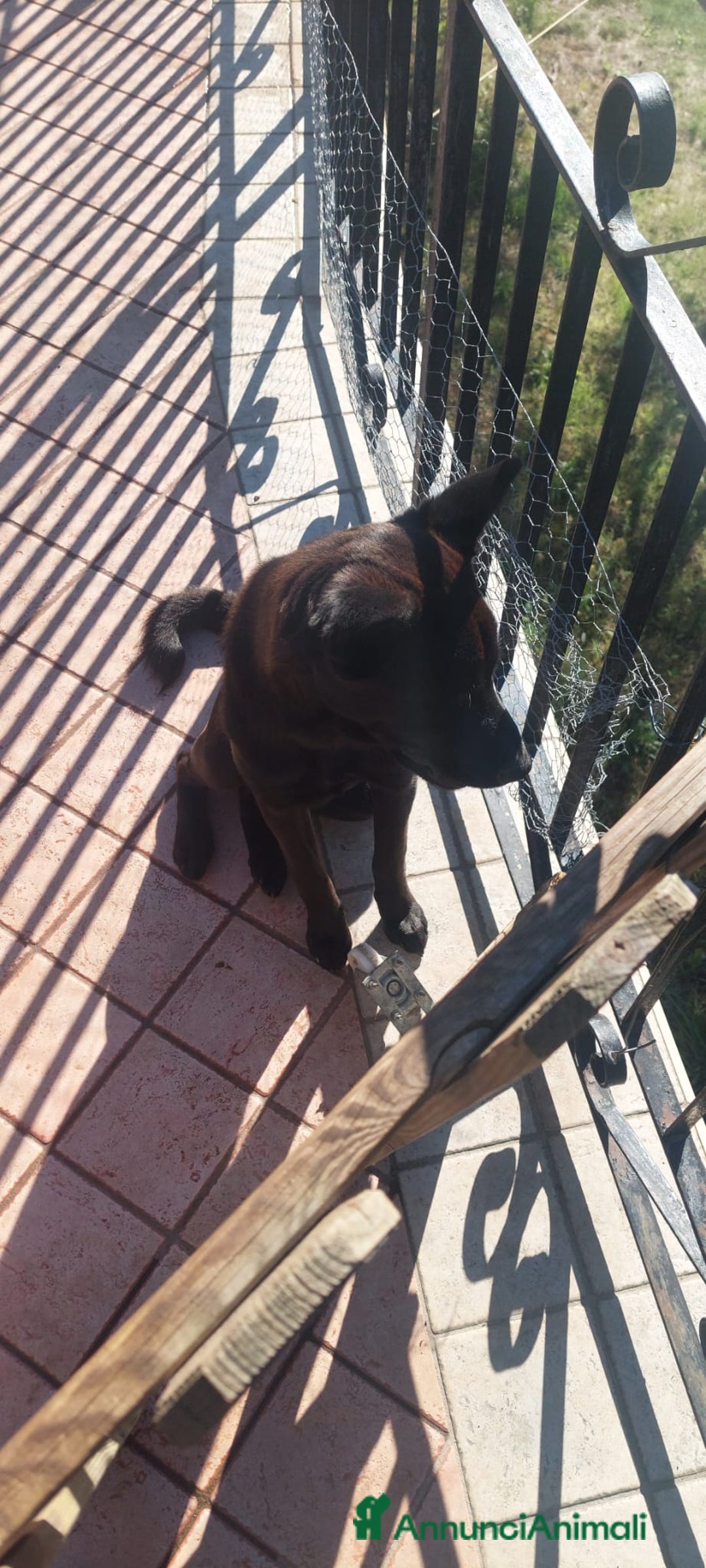 Altre razze cani in regalo: Pastore belga  - Annuncio 2