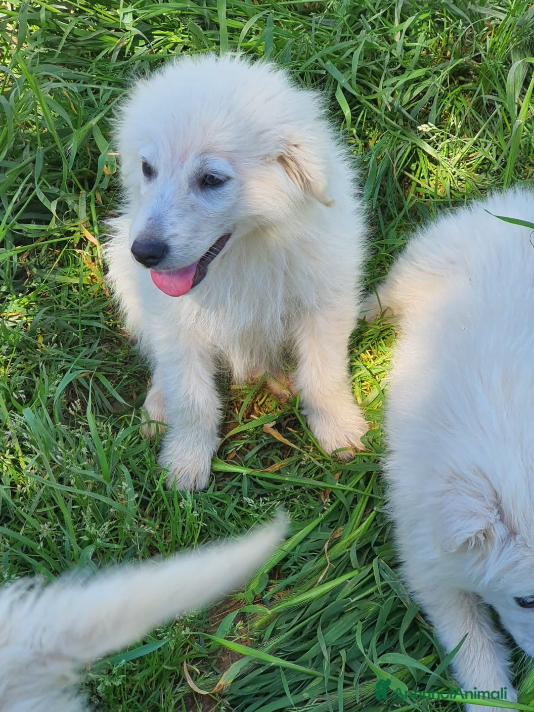 Pastore Maremmano cani in regalo: Meravigliosi maremmanini  a Provincia di Viterbo - Immagine 3