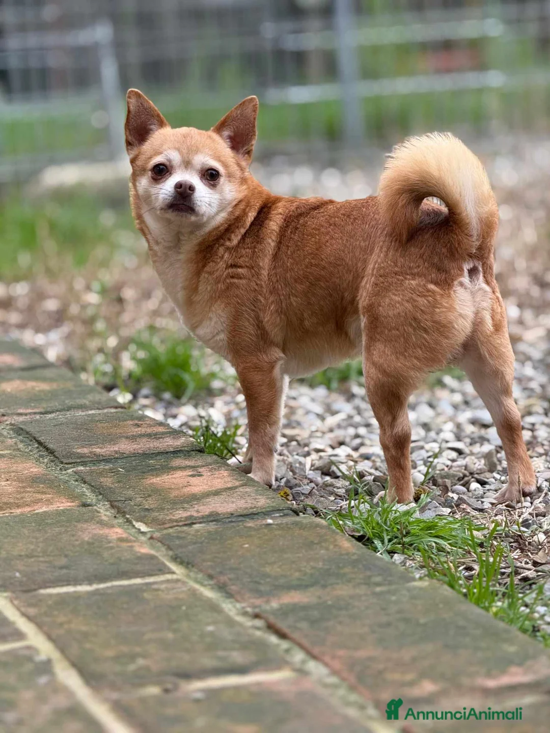 Chihuahua cani in regalo: MANDARINO, CHIHUAHUA fifoncello - Annuncio 1