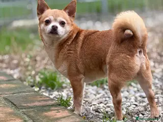 Chihuahua cani MANDARINO, CHIHUAHUA fifoncello - Annuncio 2