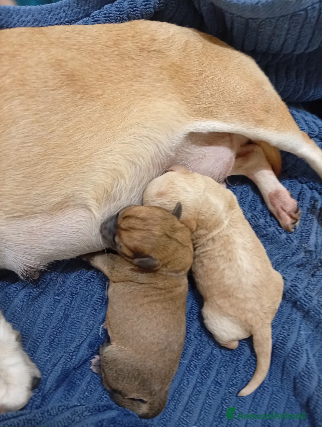 Meticcio cani in vendita: Chipoo  - Annuncio 2