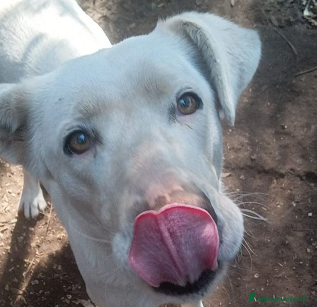 Labrador cani in regalo: Clara, occhioni da cerbiatto a Città metropolitana di Roma Capitale - Immagine 1