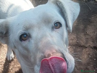 Labrador cani Clara, occhioni da cerbiatto a Città metropolitana di Roma Capitale - Annuncio 4