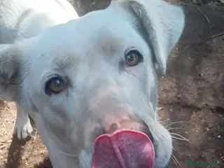 Labrador cani Clara, occhioni da cerbiatto a Città metropolitana di Roma Capitale - Annuncio 3