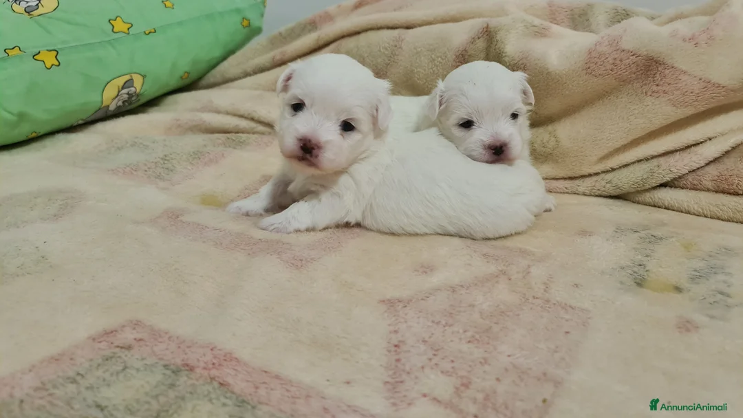 Immagine della galleria {{count}}