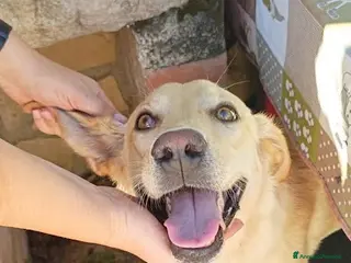 Meticcio cani DIEGO, 2 anni, simil labrador, dolcissimo - Annuncio 1