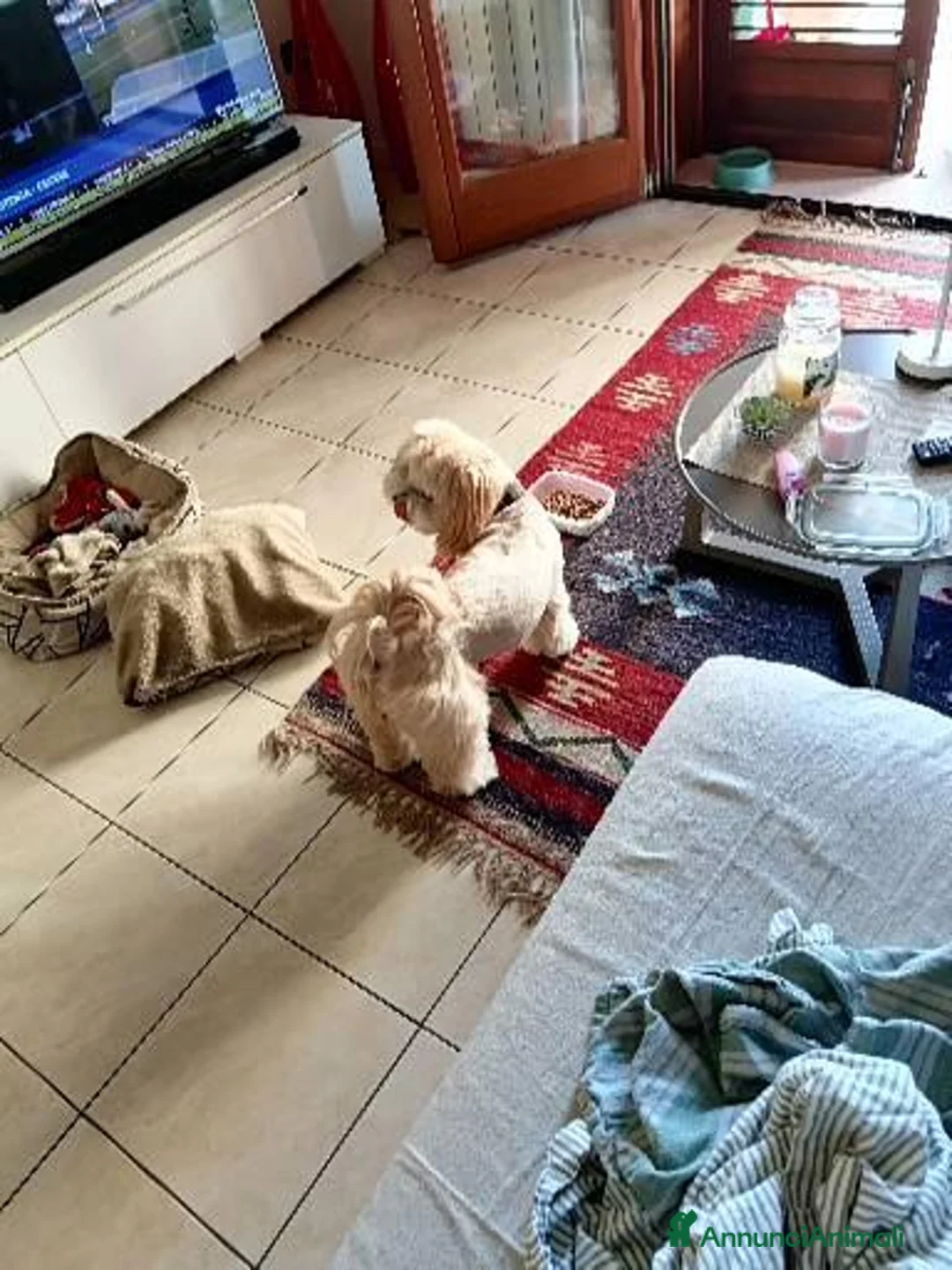 Lhasa Apso cani per accoppiamento: Leonardo a Provincia di Lecce - Annuncio 2