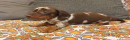 Bassotto cani in vendita: Bassotto Arlecchino maschio - Annuncio 4