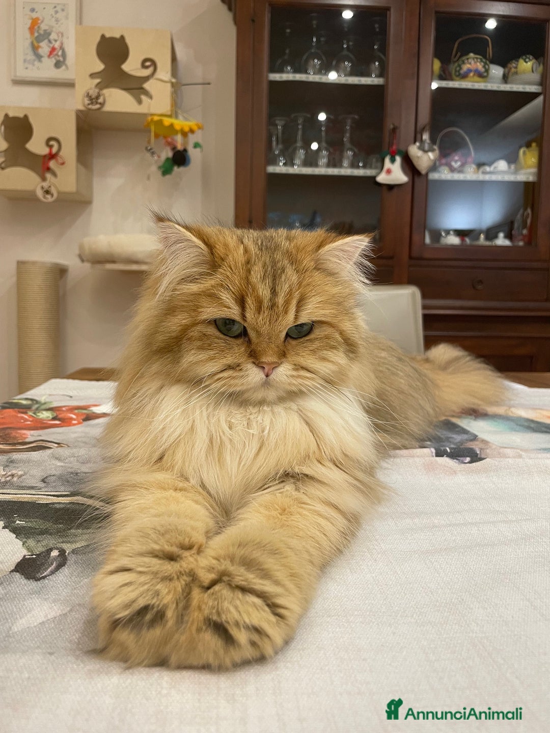 Immagine della galleria {{count}}