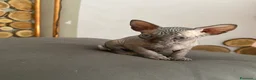 Sphynx gatti in vendita: Cuccioli Sphynks  - Annuncio 22